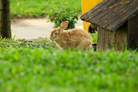 Baby brown rabbit in grassの写真素材
