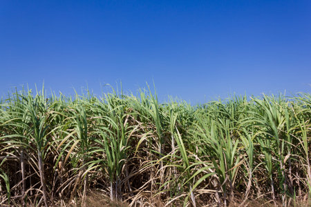 Sugarcane field in blue sky in Thailandの写真素材