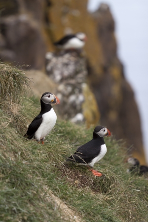 Beautiful puffins from Icelandの写真素材