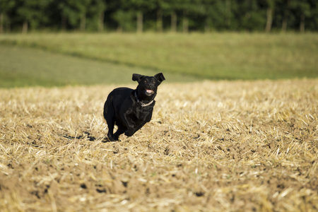 Beautiful black retriever / labradorの写真素材