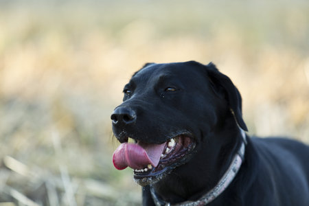 Beautiful black retriever / labrador