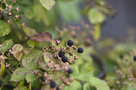 beautiful raw blackberry in the natureの写真素材