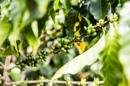 Coffee beans in the nature - Hawaiiの写真素材