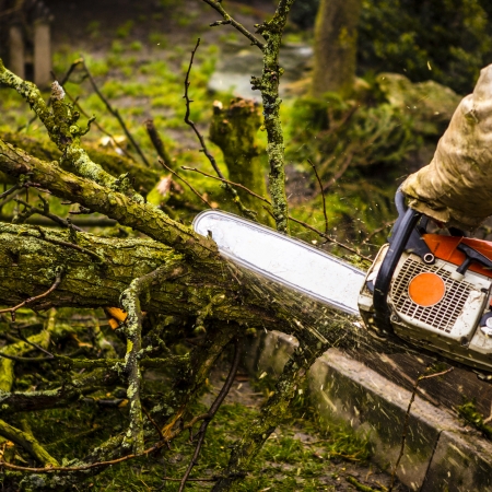 Man sawing a log in his back yard with orange sawの写真素材
