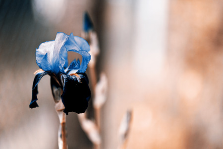 blooming iris in the gardenの写真素材