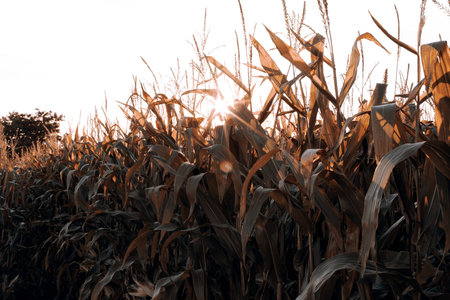 Detail of green corn - Czech Republic