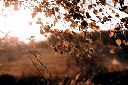 beautiful park in the fall with brown, yellow and orange leafsの写真素材