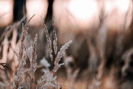 Dry grass in the forestの写真素材