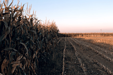 Detail of green corn - Czech Republicの写真素材