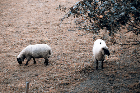 Beautiful white sheeps with black face on pastureの写真素材