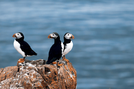 Beautiful puffins from Icelandの写真素材