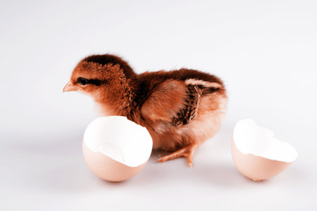 Cute little brown chicken coming out of a white egg isolated on white