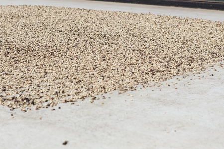 raw yellow coffee beans on sunの写真素材