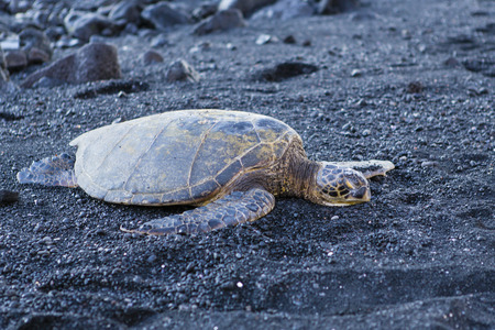 beautiful big turtle lying on black sand - Hawaii islandの写真素材