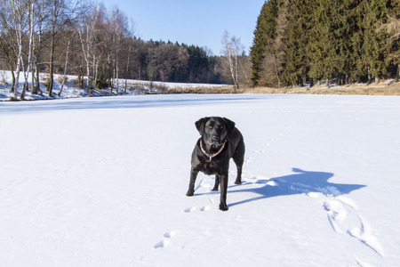 pond under snow in winter near forest and black dog - labrador, retrieverの写真素材