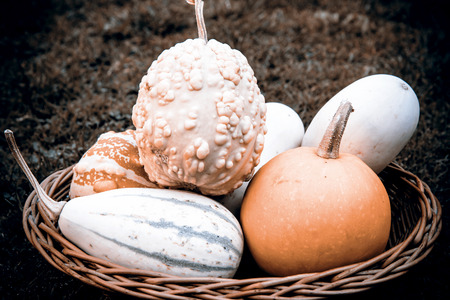 beautiful pumpkins in the basket on the grassの写真素材