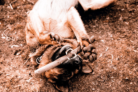 A young german shepherd dog - playingの写真素材