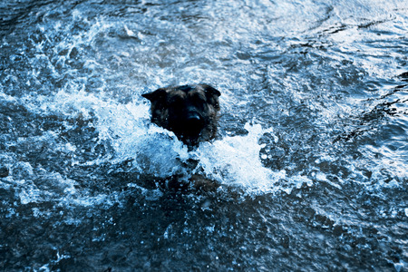 German shepherd in a pondの写真素材