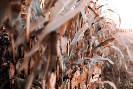 Detail of green corn - Czech Republicの写真素材
