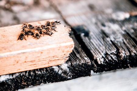 a group of bees sitting together on yellow woodの写真素材