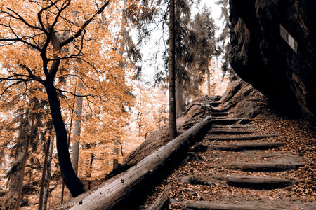 Autumn in forest - Czech Republic