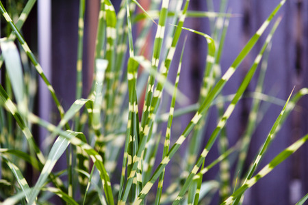 detail of yellow and green long leafsの写真素材