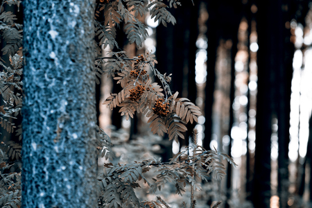 rowan on the branchの写真素材