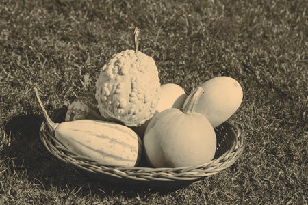 beautiful pumpkins in the basket on the grass