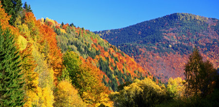 Autumn forest, region Liptov, Slovakia