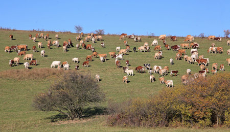  Cows 	Cows の写真素材