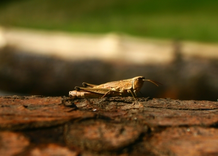  Grasshopper の写真素材