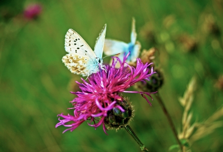 Buterflyの写真素材