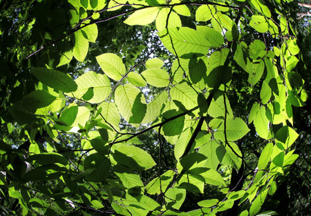 Beautiful leafy forest in Slovakia