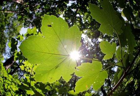 Beautiful leafy forest in Slovakiaの写真素材