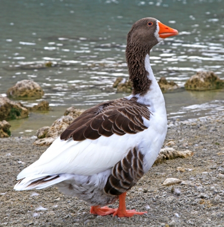 Geese at lake Kournas at island Crete, Greeceの写真素材
