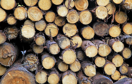 Wood chunks at the forest