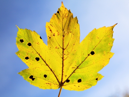 Yellow autumn leaf and blue skyの写真素材