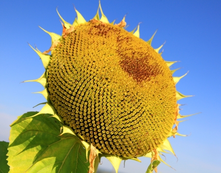 Big sear sunflowerの写真素材