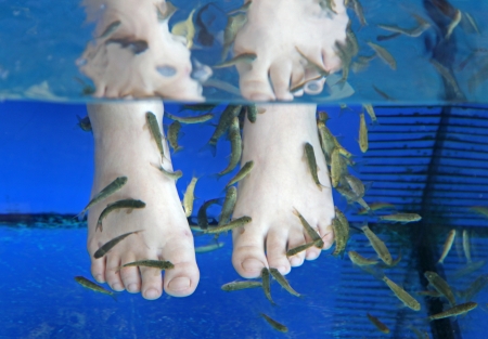 Doctor fish - fisha spa at Sunny beach, Bulgariaの写真素材