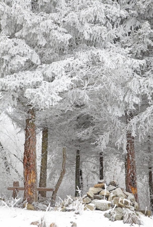 Beautiful frost on the treeの写真素材
