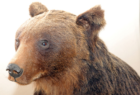 Real stuffed brown bear - Museum of the Tatra National Park - Tatranska Lomnica, Slovakiaのeditorial素材