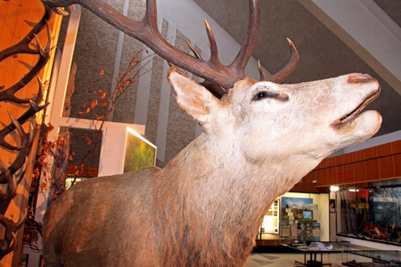 TATRANSKA LOMNICA, SLOVAKIA - FEBRUARY 20: Stuffed deer in the museum of the Tatra national park on February 20, 2014 in Tatranska Lomnicaのeditorial素材