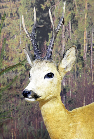 Real stuffed deer - Museum of the Tatra National Park - Tatranska Lomnica, Slovakiaのeditorial素材