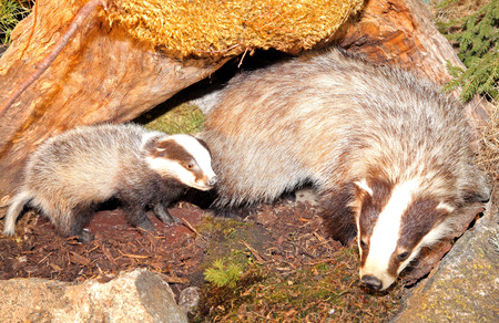 Real stuffed badger - Museum of the Tatra National Park - Tatranska Lomnica, Slovakiaのeditorial素材