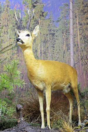 Real stuffed deer - Museum of the Tatra National Park - Tatranska Lomnica, Slovakiaのeditorial素材