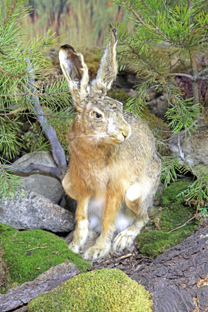 Real stuffed hare - Museum of the Tatra National Park - Tatranska Lomnica, Slovakiaのeditorial素材