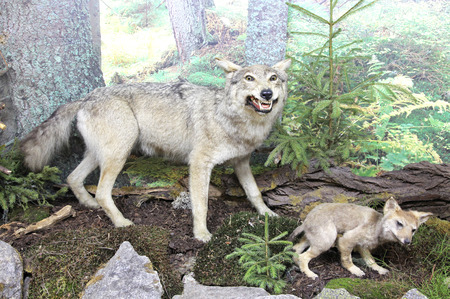 Real stuffed wolf - Museum of the Tatra National Park - Tatranska Lomnica, Slovakiaのeditorial素材