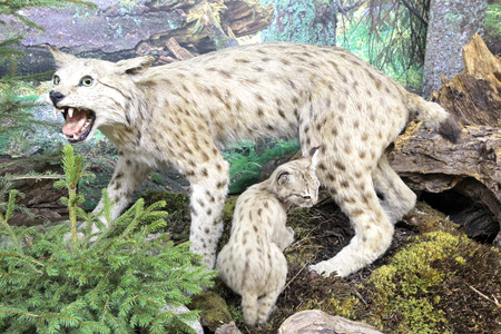 Real stuffed lynx- Museum of the Tatra National Park - Tatranska Lomnica, Slovakiaのeditorial素材