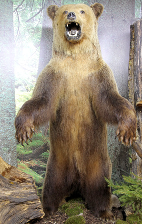 Real stuffed brown bear - Museum of the Tatra National Park - Tatranska Lomnica, Slovakiaのeditorial素材