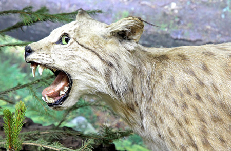 Real stuffed lynx - Museum of the Tatra National Park - Tatranska Lomnica, Slovakiaのeditorial素材